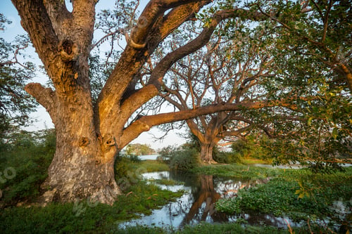 Preview: Trees on Sri Lanka