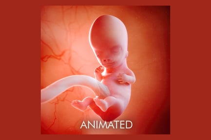 Preview: Nine Week Fetus Development