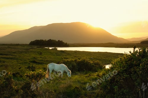 Preview: White horse at sunset