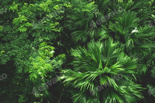 Preview: Earth Day eco concept with tropical forest nature scene background, natural forestation preservation