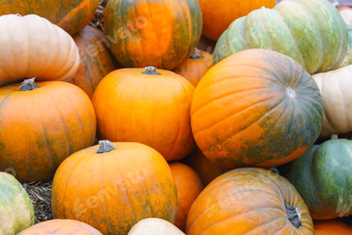 Preview: Stack, pile of colorful autumn pumpkins of various shapes and sizes, seasonal harvest background