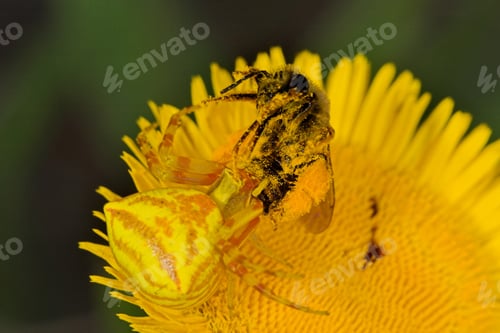 Preview: Spider Crab (Thomisus Onustus)