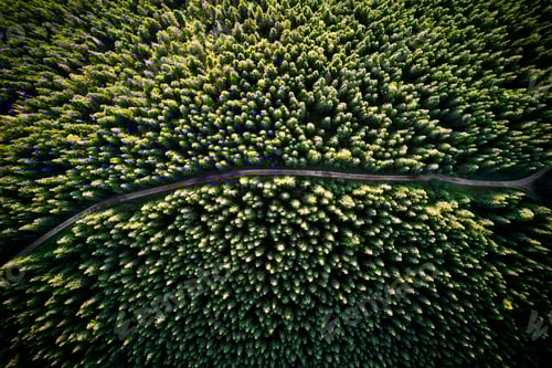 Preview: Path through mountain forest with green trees.