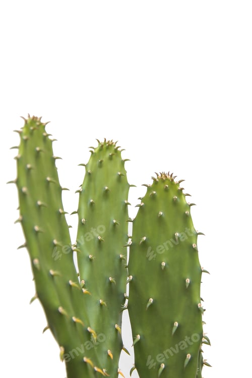 Preview: Cactus succulent plant isolated on white