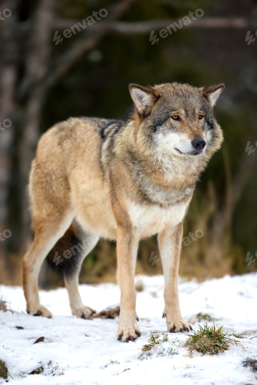 Preview: Wolf standing in the cold winter forest
