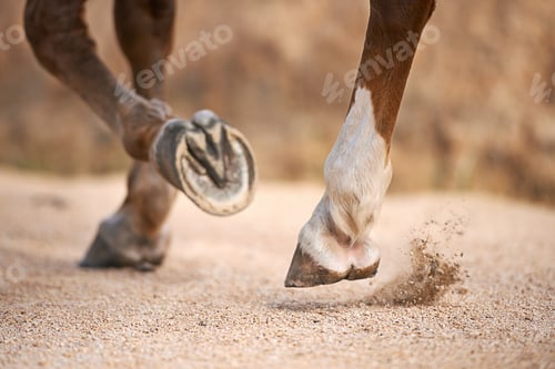 Preview: Trotting along...Cropped images of a horses hooves while trotting.