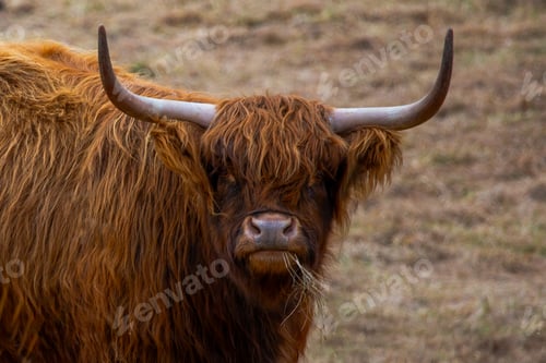 Preview: Scottish Highlands cow in the field