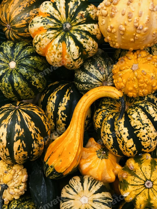 Preview: Beautiful colourful pumpkins freshly picked from a pumpkin farm, no people, top view.