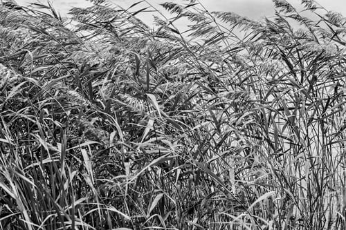 Preview: The Blossoming Marsh Grass Or Wild Plants With Long Stalks And Windy Weather Monochrome Tone