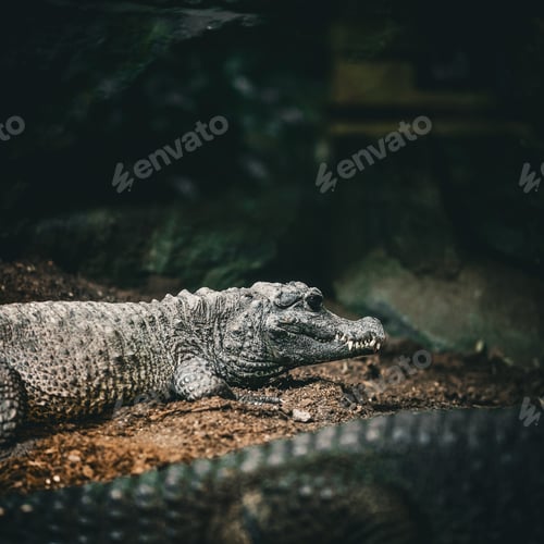Preview: Small baby crocodile on land side profile