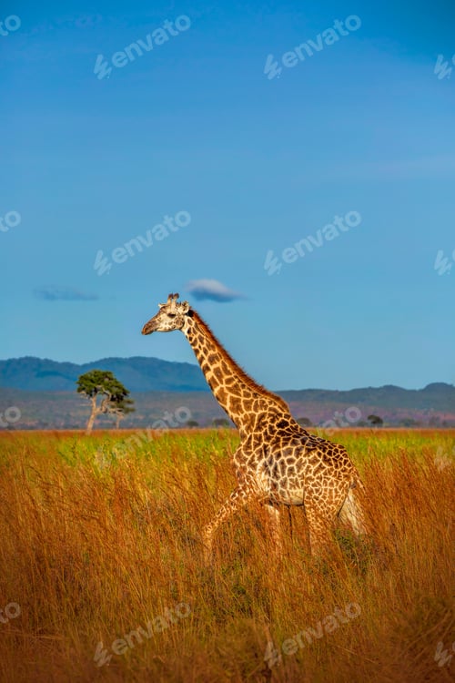 Preview: Wild African giraffe in Tanzania