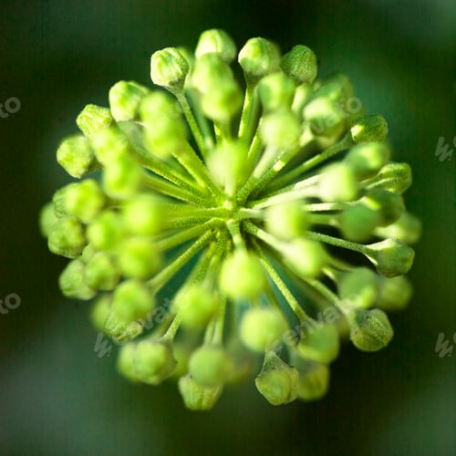 Preview: Close up of green unopened flowerhead