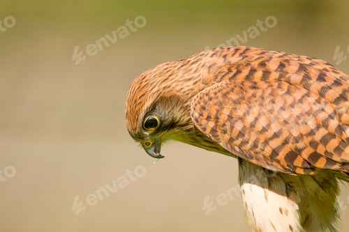 Preview: Closeup of a Kestrel (Falco Tinnunculus) on a blurred background