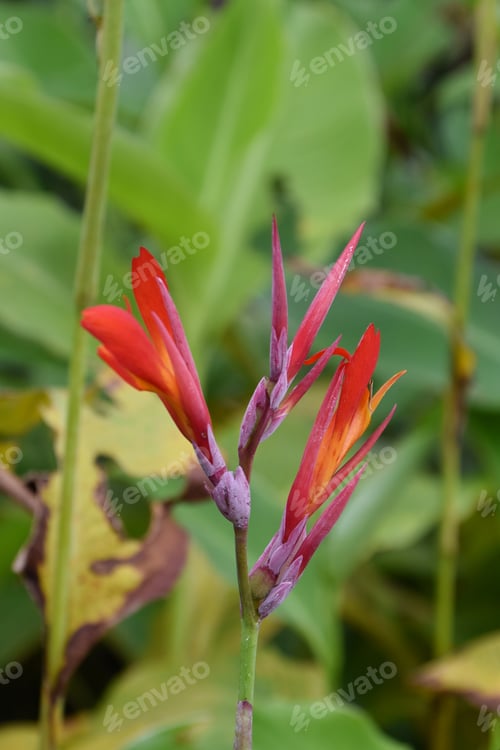 Preview: red delicate tropical flower with green foliage background