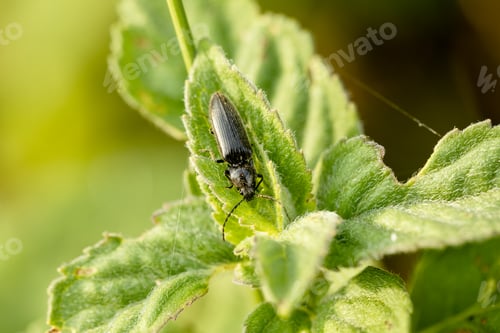 Preview: Beetle Ctenicera pectinicornis crawling on a stalk of grass .Insects are very active during the day