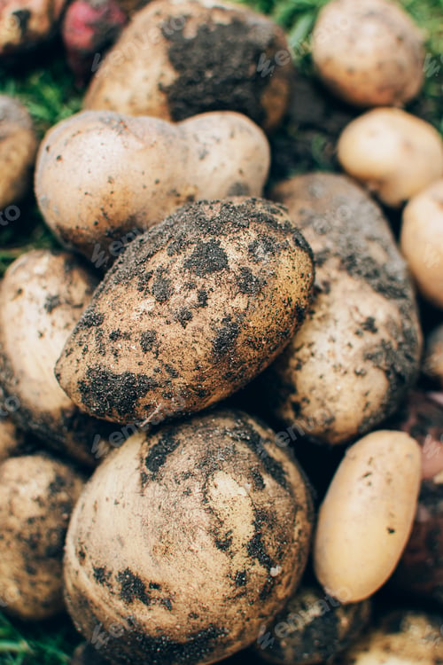 Preview: Freshly harvested whole potatoes in soil.