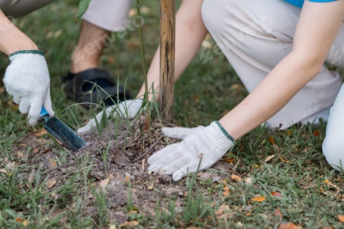 Preview: Dedicated volunteers planting a young tree and caring for the environment during a community