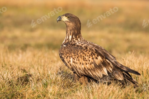 Preview: White-tailed eagle sitting on ground in autumn nature
