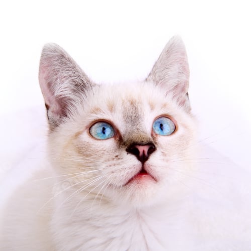 Preview: Kitten portrait