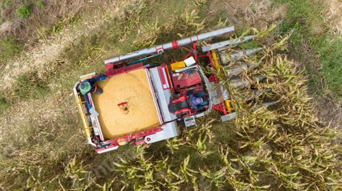 Preview: Farm machines harvesting corn. The entire corn plant is used, no waste. Agricultural machines