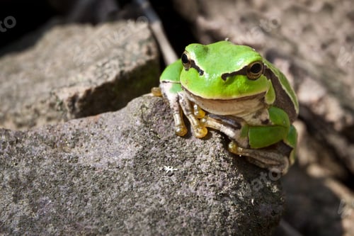 Preview: Curiosity green frog on a rock