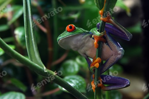 Preview: Red Eyed Tree Frog