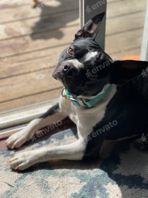 Preview: Sun bathing
