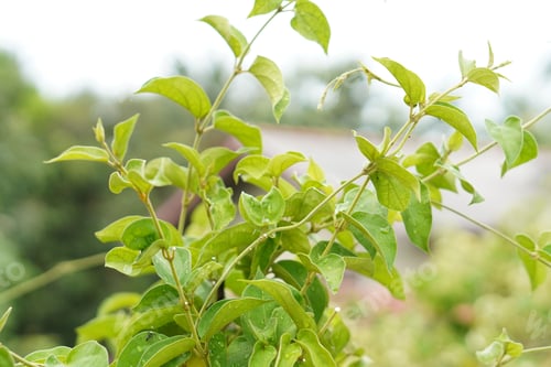 Preview: Gymnema Sylvestre Medicinal Plant Leaves. Gurmar organic Plant