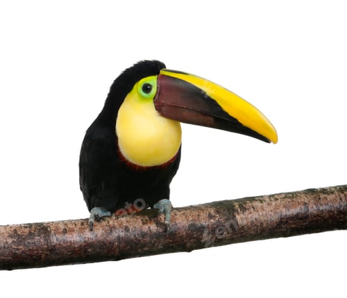 Preview: Chestnut-mandibled Toucan - Ramphastos swainsonii (3 years)