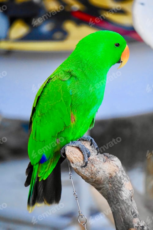 Preview: Closeup shot of a bright green parrot perched on a branch