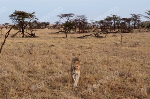 Preview: Lioness (Panthera leo), Masai Mara, Kenya