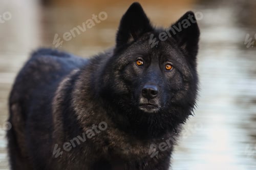 Preview: A black wolfdog with yellow eyes is standing in the water.