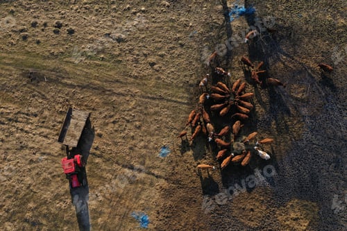 Preview: Aerial Drone View of Cows Grazing on a Meadow, Farm, Herd of Cows Grazing in Pasture
