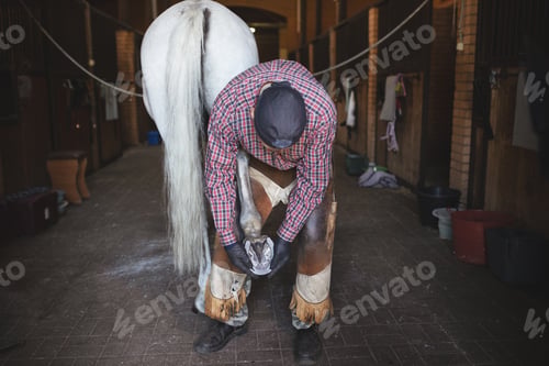 Preview: Busy European blacksmith shoves back hoof of white horse