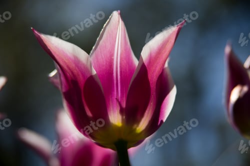 Preview: Backlit tulip