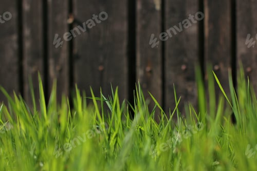 Preview: Spring grass