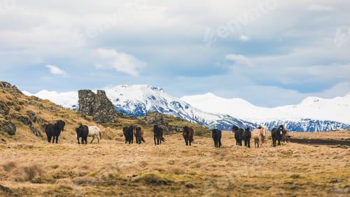 Preview: Wild horses grazing in Iceland