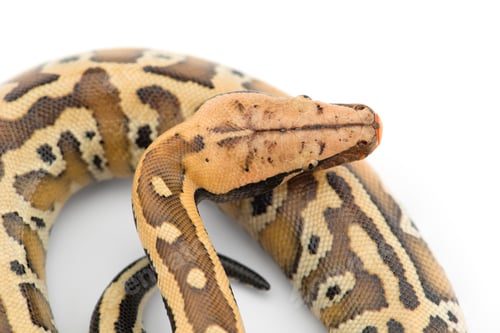 Preview: Sumatran Short Tail Python isolated on white background