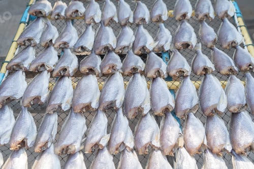 Preview: Row of salted fresh fish drying in local market. Fresh food for cooking or sale. Fishery industry.