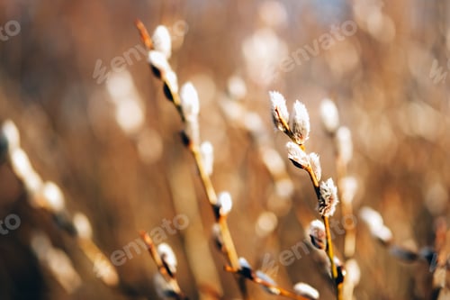 Preview: Pussy willow on blue sky background. Spring and Easter card.