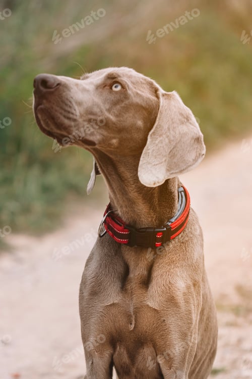 Preview: Weimaraner breed dog looking up on a dirt road.