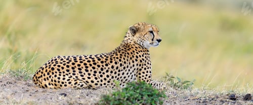 Preview: Wild african cheetah