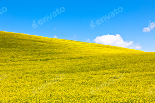 Preview: Tuscan Val d'Orcia background