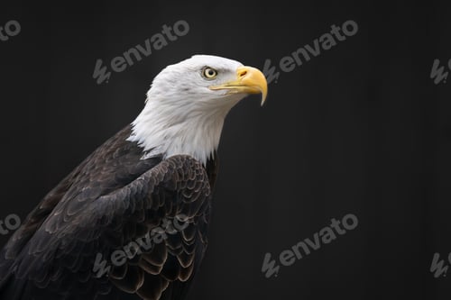Preview: Close-up of a majestic bald eagle (Haliaeetus leucocephalus) against a dark background