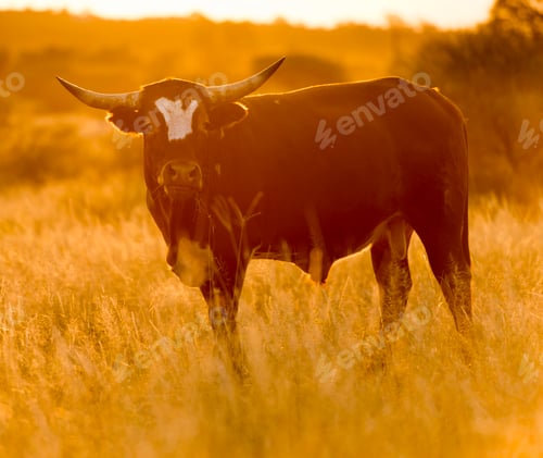 Preview: Bull Cow