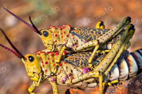 Preview: Grasshoppers, Kruger National Park, South Africa