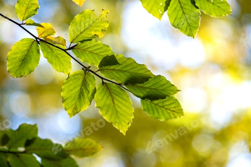 Preview: Close up of bright vibrant yellow leaves on a tree branches in autumn park.