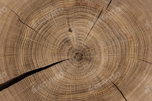 Preview: Circular sawed wood detailed background