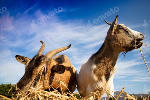 Preview: Lunch break of the common goat