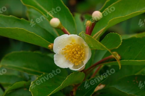 Preview: White flowers in the forest
